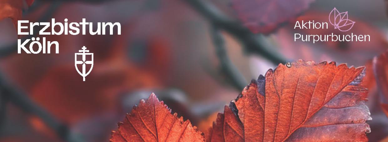 Aktion Purpurbuchen - Erinnerung pflanzen - Ein Beitrag zur Auseinandersetzung mit sexuellem Missbrauch in der katholischen Kirche. Wir machen mit und möchten mit dieser Aktion gemeinsam ein Zeichen der Solidarität setzen.