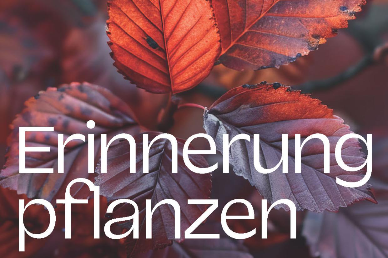 Aktion Purpurbuchen - Erinnerung pflanzen - Ein Beitrag zur Auseinandersetzung mit sexuellem Missbrauch in der katholischen Kirche. Wir machen mit und möchten mit dieser Aktion gemeinsam ein Zeichen der Solidarität setzen.
