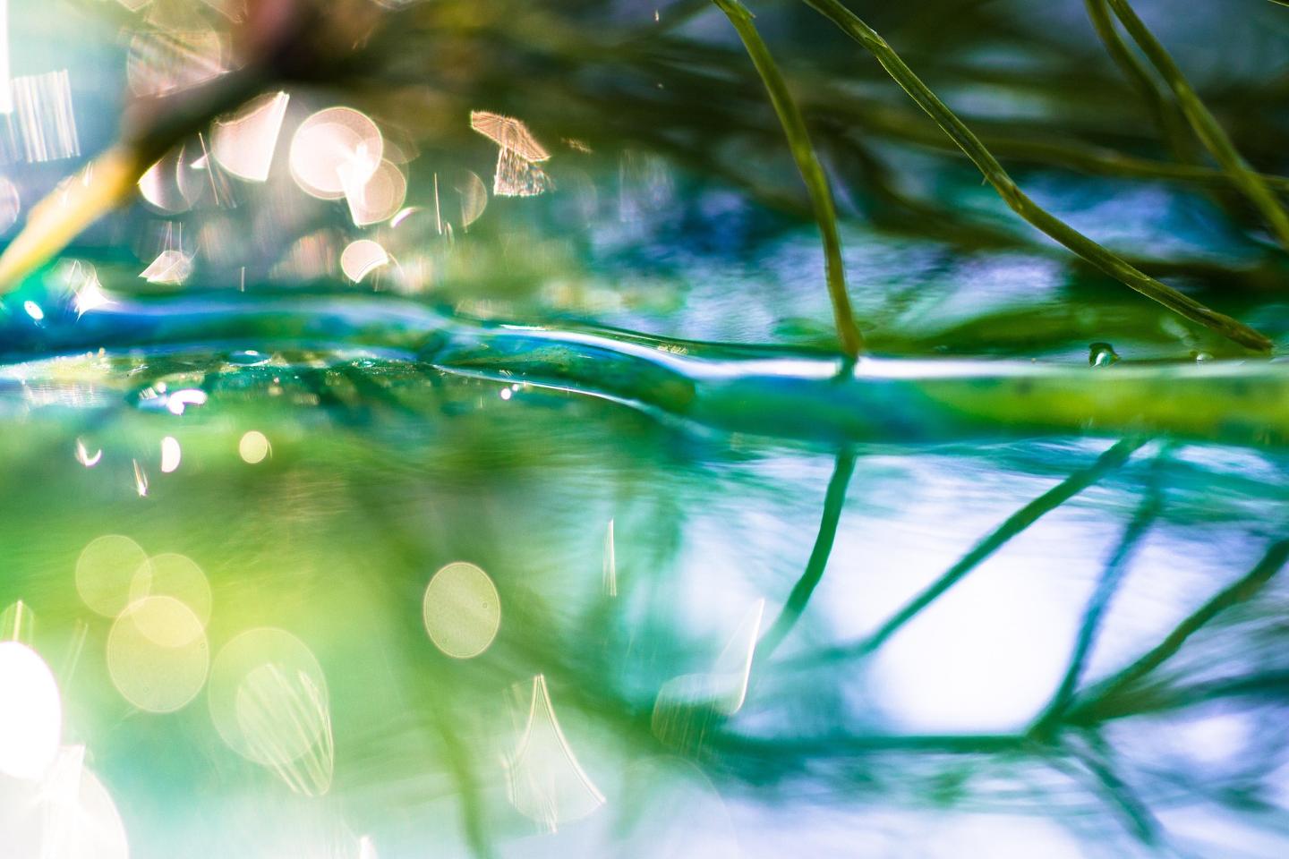 Wasser, in dem sich Halme spiegeln