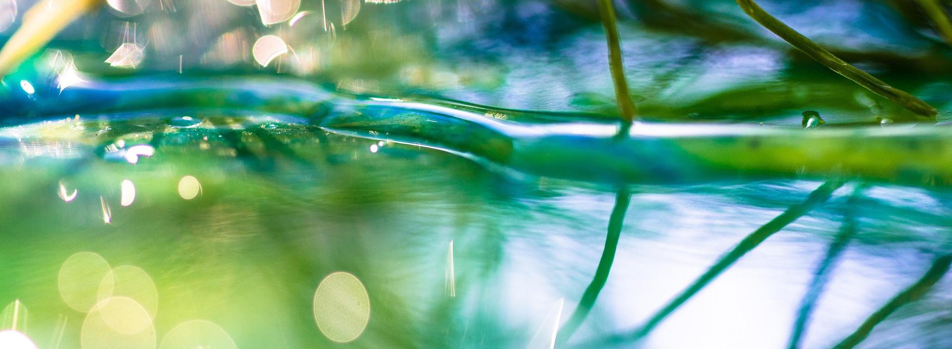 Wasser, in dem sich Halme spiegeln