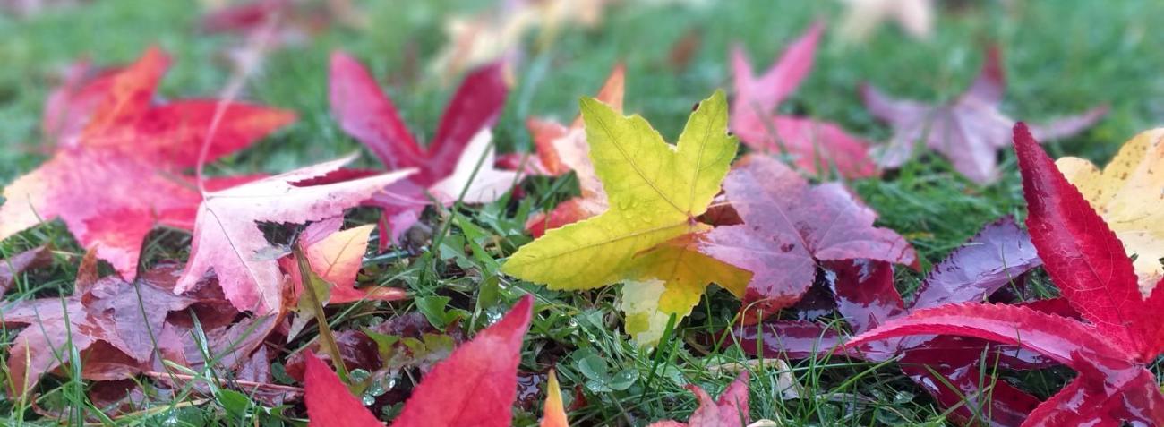 Bunte Herbstblätter liegen auf grünem Gras.