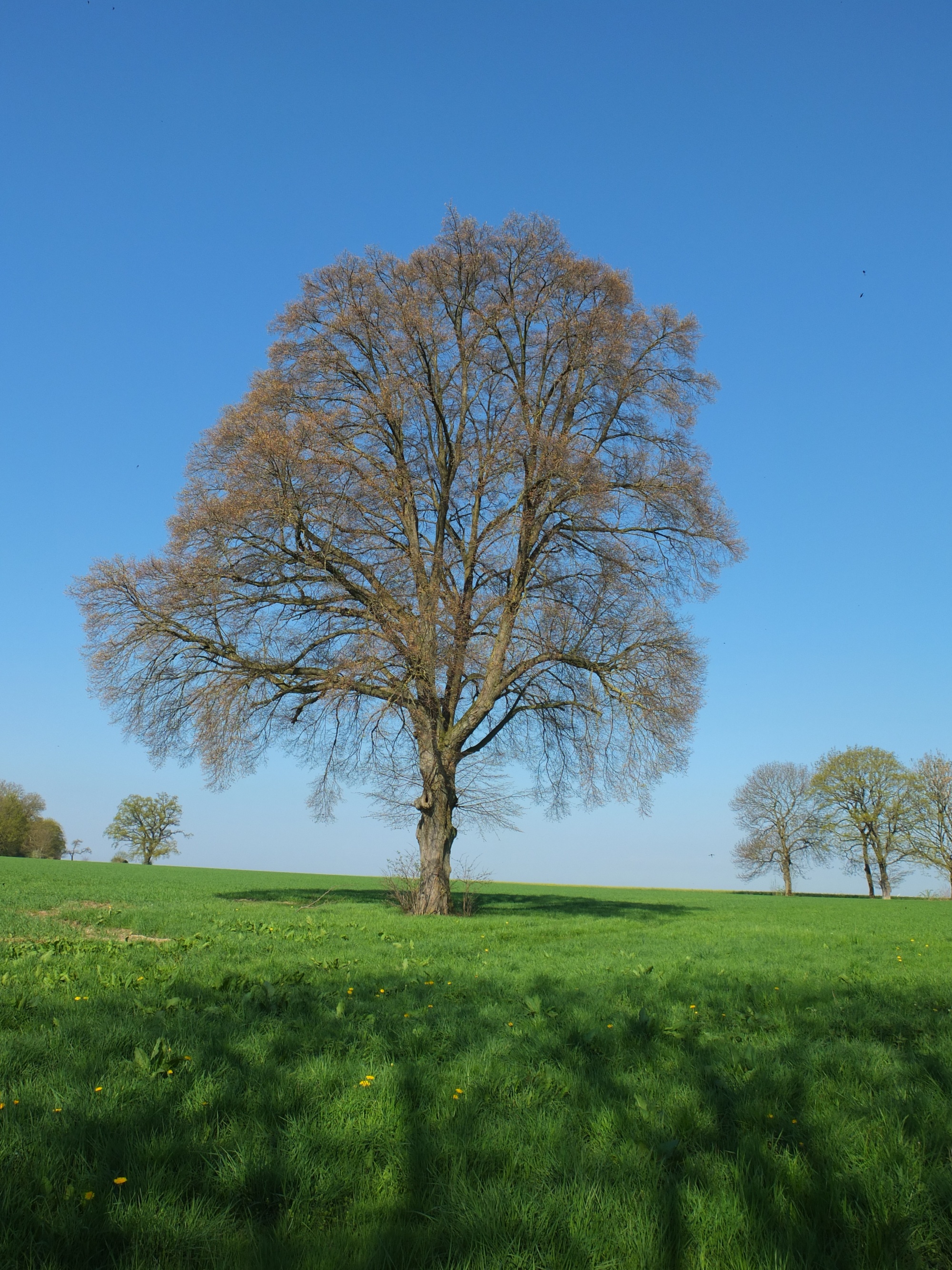 großer Baum 23.02.2013