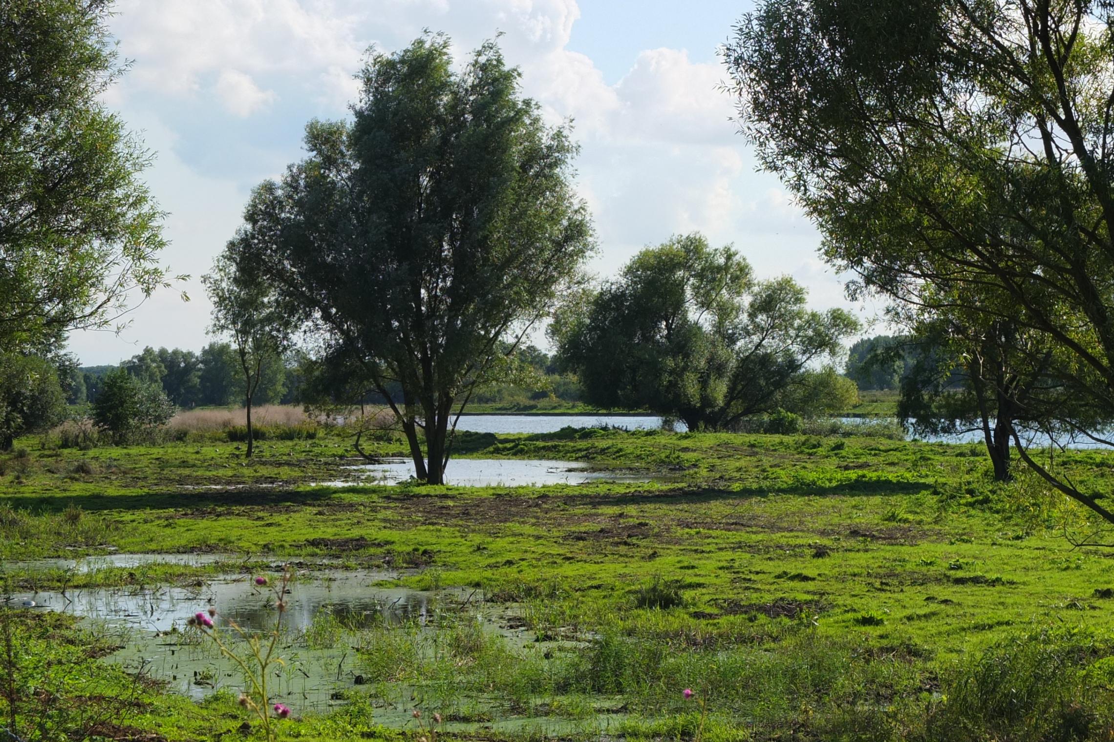 Bäume in Sumpflandschaft 26.09.2015