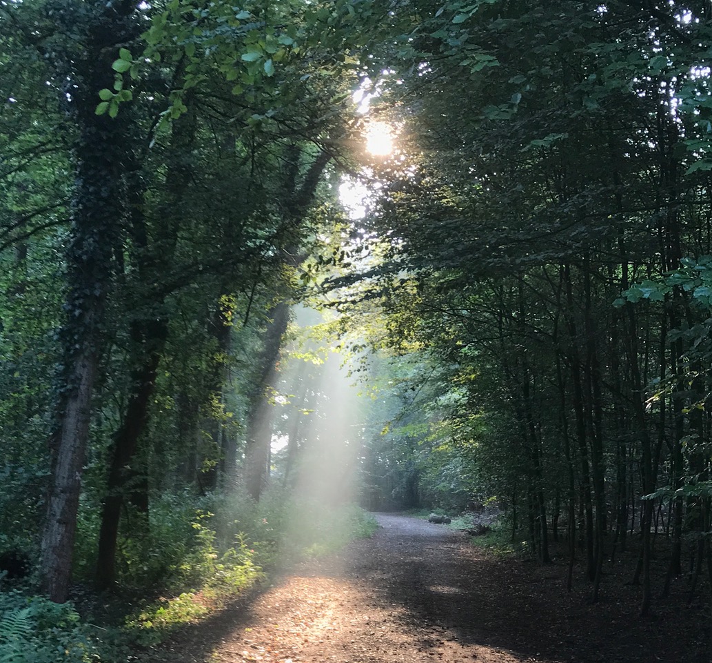 Sonnenlicht scheint auf Weg im Wald - zu Impuls zu Lk 5,27-32 Zöllner