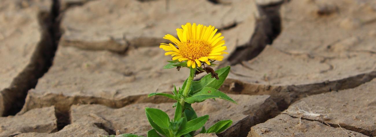 Löwenzahn bricht durch trockene Erde