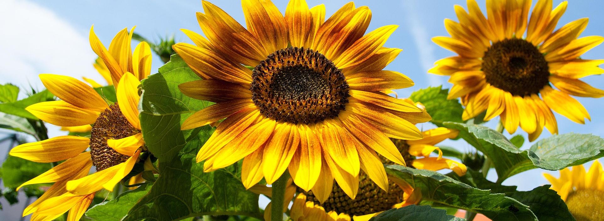 3 Sonnenblumen