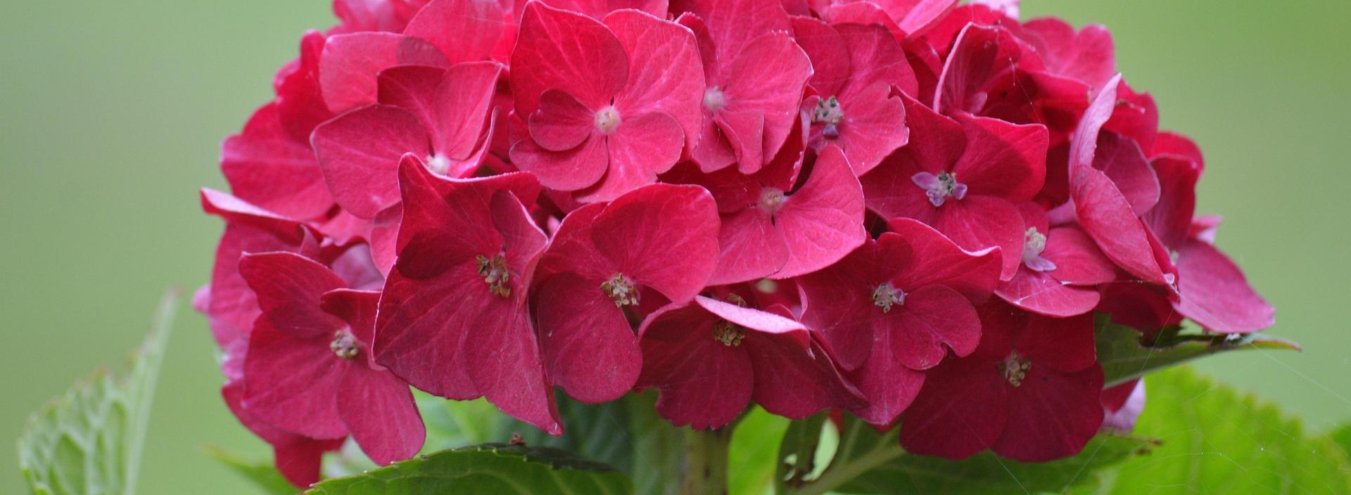pinke Hyazinthenblüte