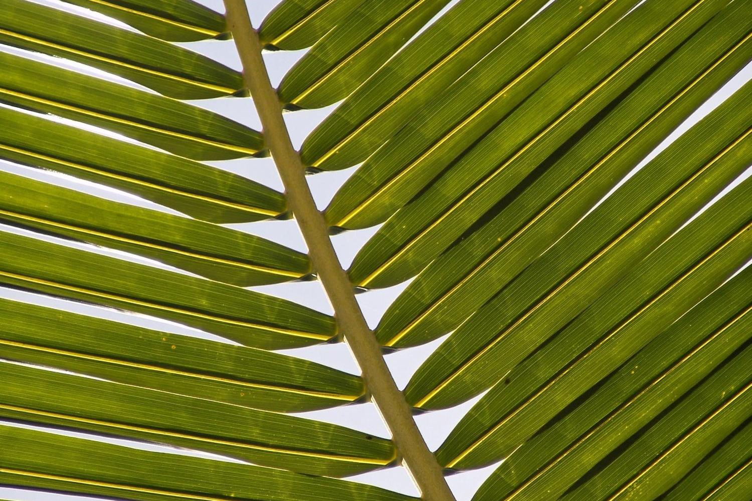 Palmzweig