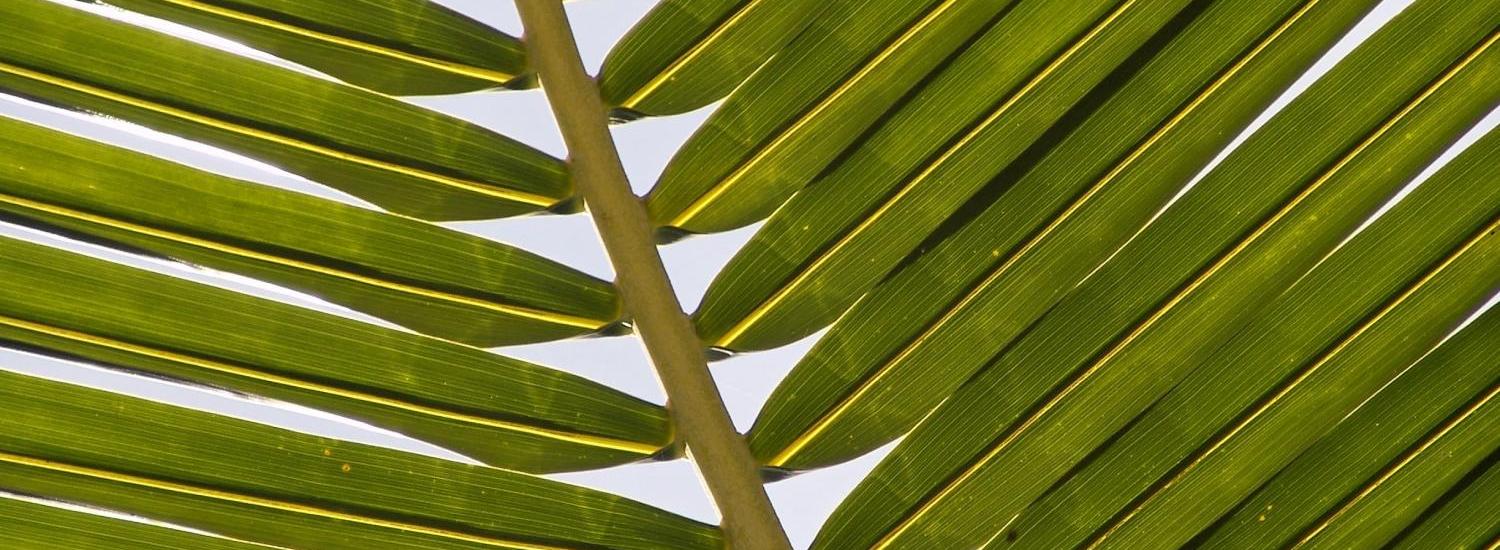 Palmzweig