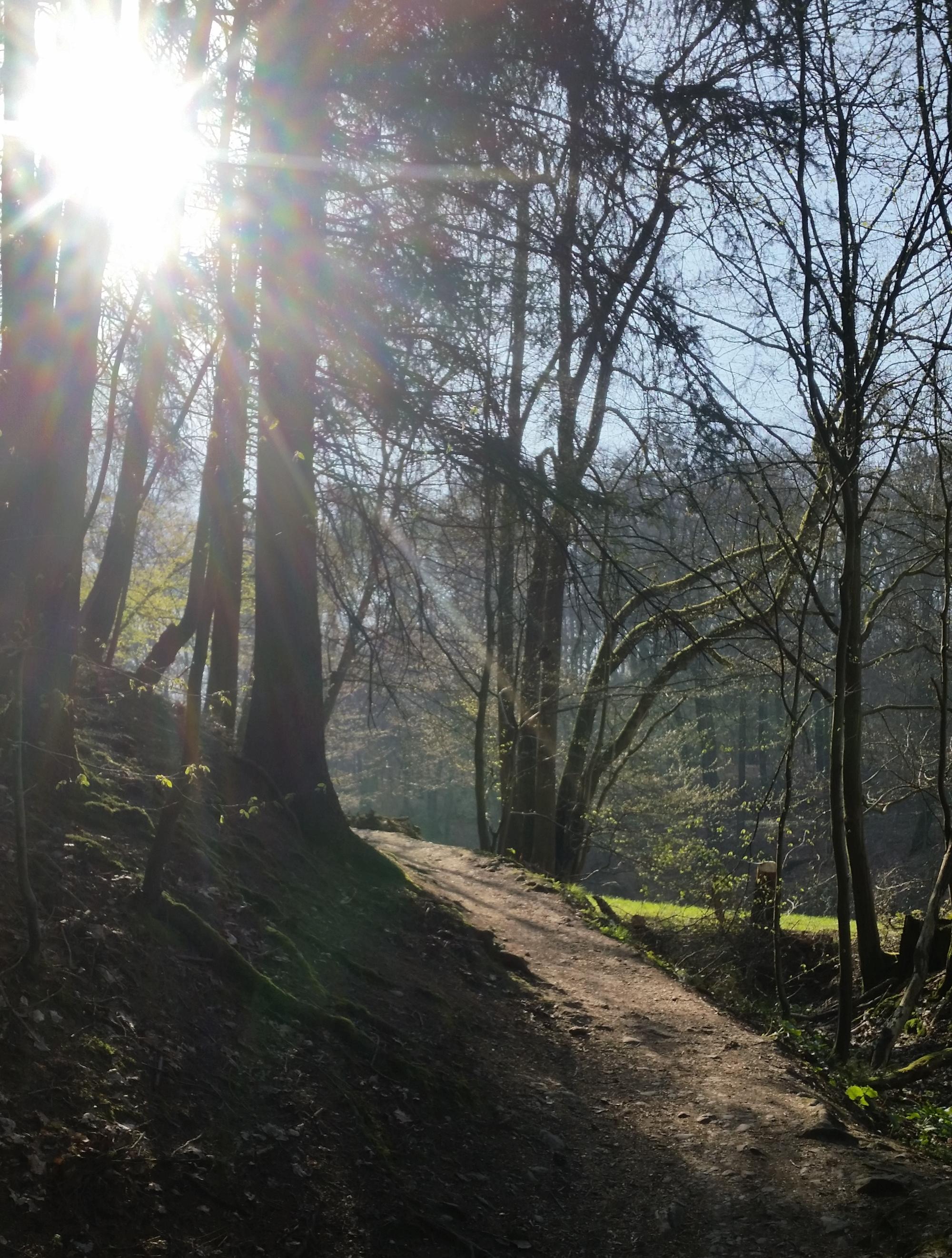 Aufgehende Sonne scheint durch Bäume