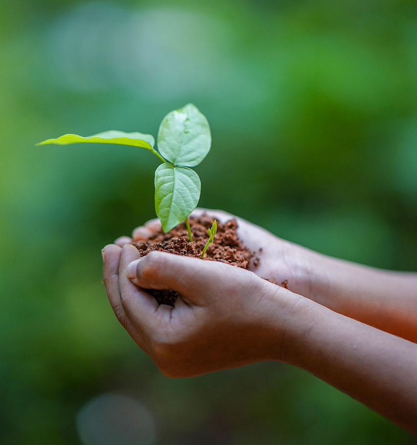 Hand mit eine Pfanze