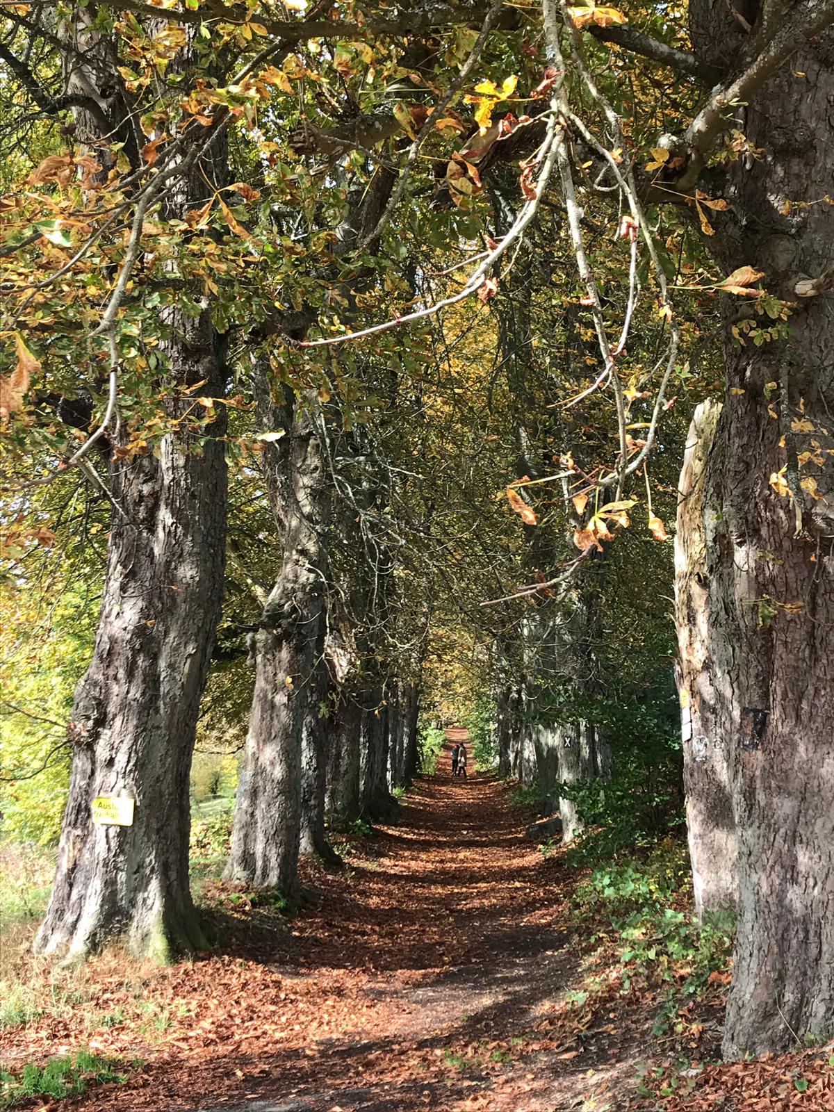 Allee im Herbst, bei der der Weg zwischen den Bäumen von Blättern bedeckt ist
