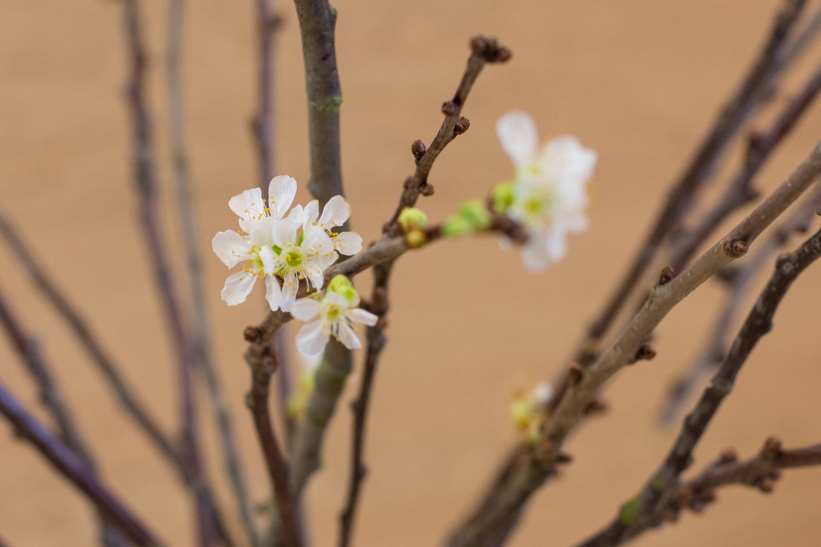 erste Blüten zu Weihnachten  Barbarazweige sind Zweige von Obstbäumen, die nach einem alten Brauch am 4. Dezember, dem liturgischen Gedenktag der hl. Barbara in der römisch-katholischen und der griechisch-orthodoxen Kirche (Barbaratag), geschnitten und in einer Vase in der Wohnung aufgestellt werden. Je nach Gegend und Brauchtum werden Kirsch-, Apfel-, Birken-, Haselnuss-, Rosskastanien-, Pflaumen-, Holunder-, Rotdorn- oder Forsythienzweige verwendet. Sie sollen bis zum Heiligen Abend blühen und zum Weihnachtsfest die Wohnung schmücken. Ex-Bild-DB-ID: 27167