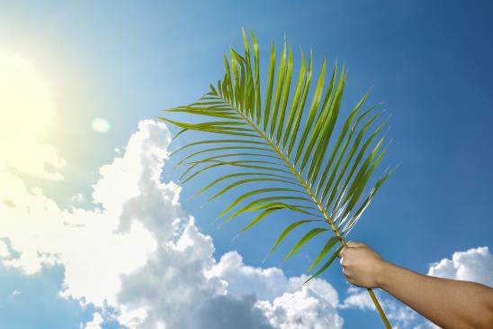 Palmwedel, der gen Himmel gestreckt wird
