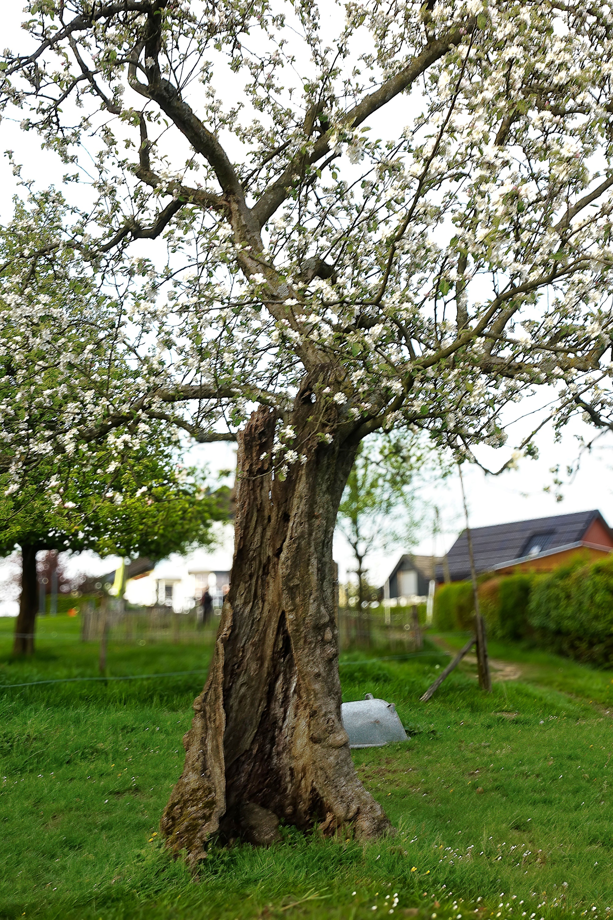Ein ausgehölter Baumstumpf, der wieder ausgetrieben ist und prächtig blüht