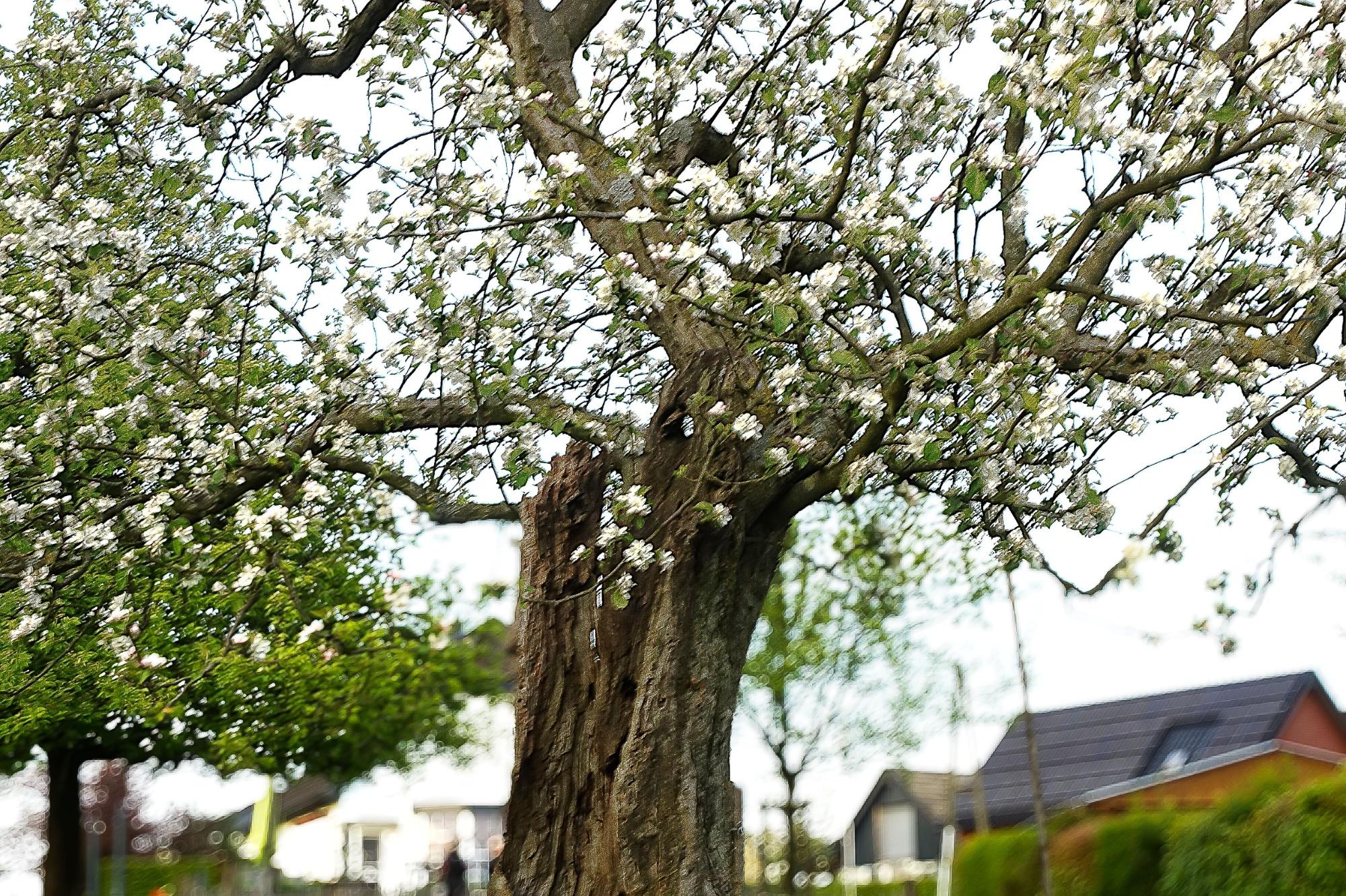 Ein ausgehölter Baumstumpf, der wieder ausgetrieben ist und prächtig blüht