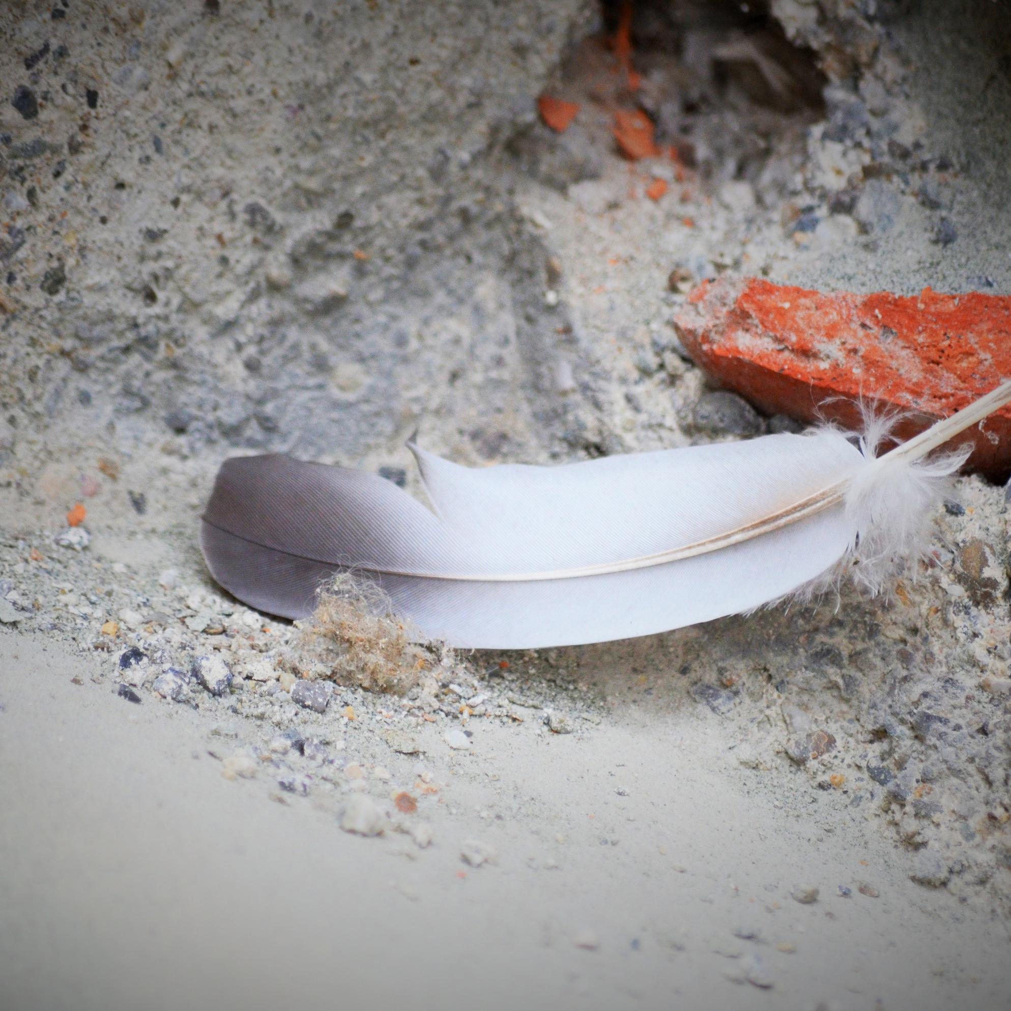 Feder im Staub / Asche