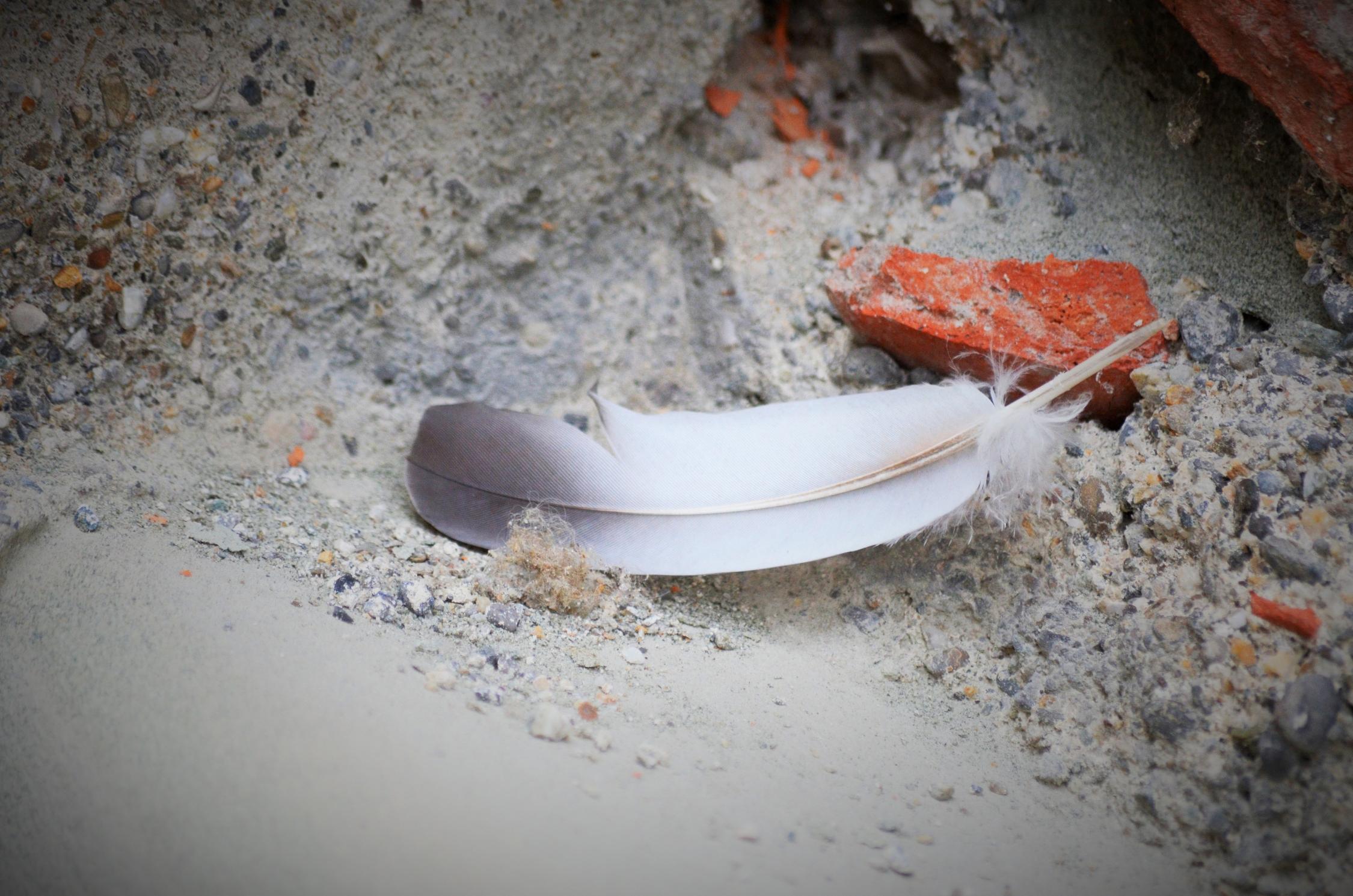 Feder im Staub / Asche