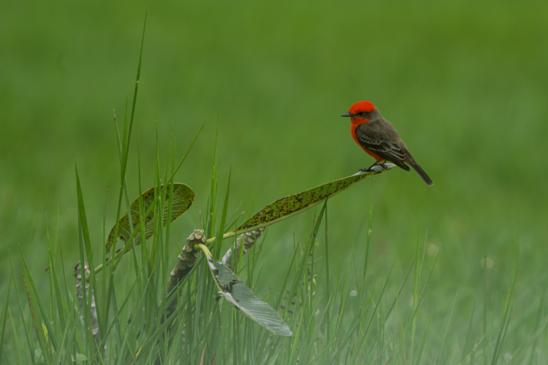 Rot-grüner Vogel in Wiese